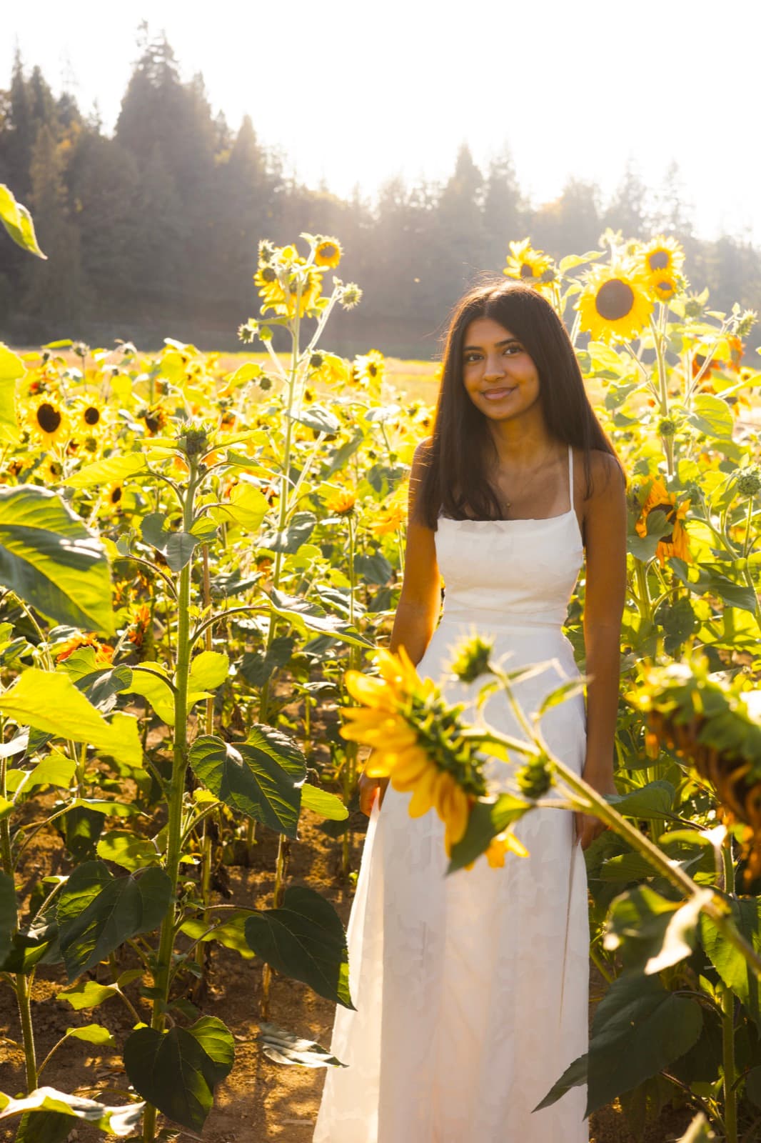 Senior portrait session in a sunflower field