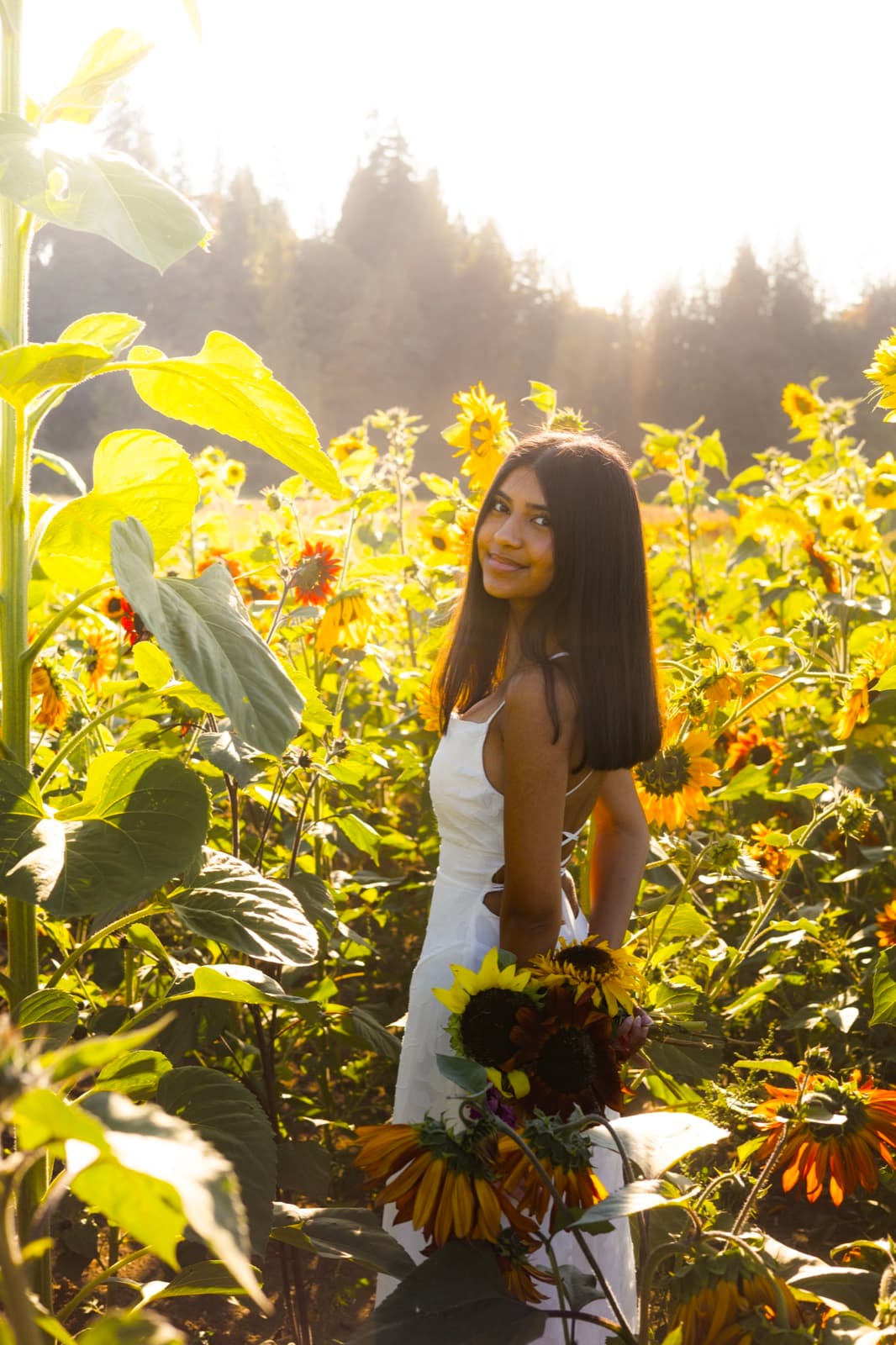 Senior portrait session among backlit sunflowers